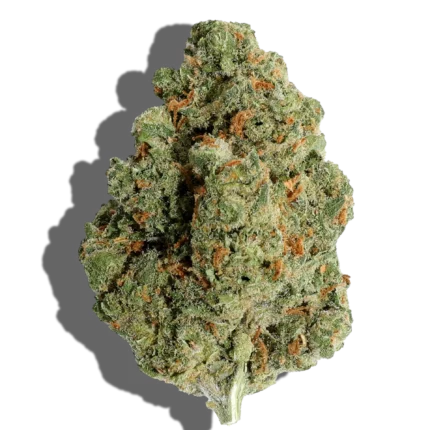 jack herer near me, jack herer medical marijuana strain, jack herer weed germany, jack herer strain for sale, jack herer strain near me, jack herer feminized seeds, strains similar to jack herer, jack herer indica or sativa, jack herer indica or sativa, jack herer strain flowering time, jack herer auto marijuana seeds, jack herer medical marijuana strain, jack herer vs clementine, jack herer edible, jack herer strain information, strains similar to jack herer, jack herer where to buy, jack herer strain flowering time, jack herer indica or sativa, jack herer strain for sale, when to harvest jack herer, jack herer strain near me, jack herer strain review, jack herer flowering time