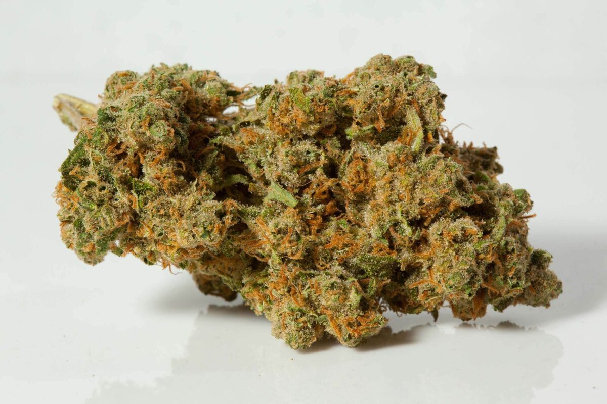 Durban poison where to buy, Durban poison buy online, Durban poison plant pictures, Durban poison pics, Durban poison near me, Durban poison reviews, Durban poison when to harvest, Durban poison seeds buy online, Durban poison buy online, Durban poison near me dispensary, Durban poison near me, flowering time for Durban poison, Durban poison seeds buy online, Durban poison indica or sativa, when to harvest Durban poison, Durban poison flower near me