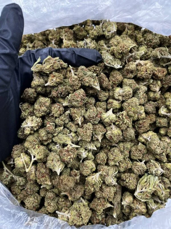 animal mintz strain review, animal mints strain allbud, animal mintz strain info, animal mints strain leafly, animal mints strain effects, thin mints strain allbud, animal mint strain marijuana, animal mint cake strain review