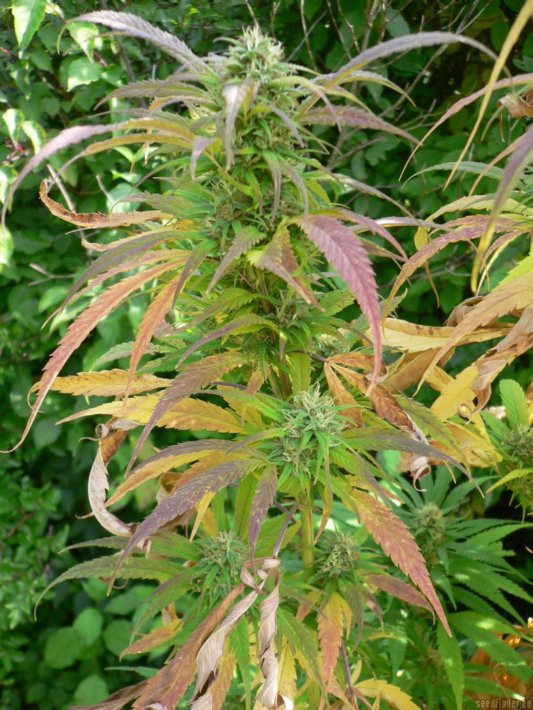 Durban Poison Durban Poison