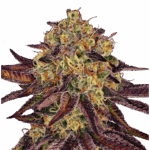 Paradise Seeds Tangerine Sorbet | Feminized | 50 seeds - on order