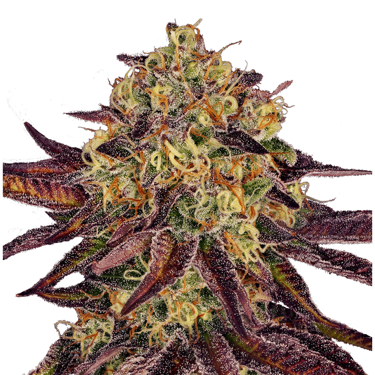 Paradise Seeds Tangerine Sorbet | Feminized | 50 seeds - on order Paradise Seeds Tangerine Sorbet | Feminized | 50 seeds - on order