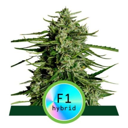 Titan F1 Auto - 3-pack - Feminised - Royal Queen Seeds