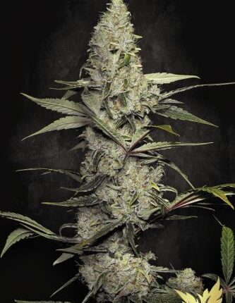 Wappa - Feminisiert - Paradise Seeds