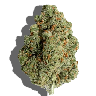 jack herer near me, jack herer medical marijuana strain, jack herer weed germany, jack herer strain for sale, jack herer strain near me, jack herer feminized seeds, strains similar to jack herer, jack herer indica or sativa, jack herer indica or sativa, jack herer strain flowering time, jack herer auto marijuana seeds, jack herer medical marijuana strain, jack herer vs clementine, jack herer edible, jack herer strain information, strains similar to jack herer, jack herer where to buy, jack herer strain flowering time, jack herer indica or sativa, jack herer strain for sale, when to harvest jack herer, jack herer strain near me, jack herer strain review, jack herer flowering time
