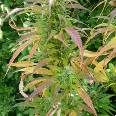 Durban Poison