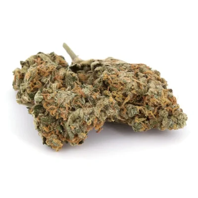 Red Congolese (AAAA)