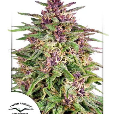 Frisian Dew by Dutch Passion Seeds