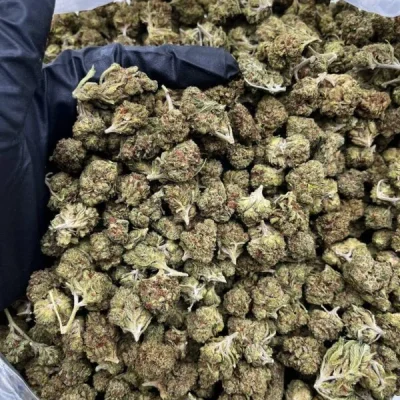 animal mintz strain review, animal mints strain allbud, animal mintz strain info, animal mints strain leafly, animal mints strain effects, thin mints strain allbud, animal mint strain marijuana, animal mint cake strain review