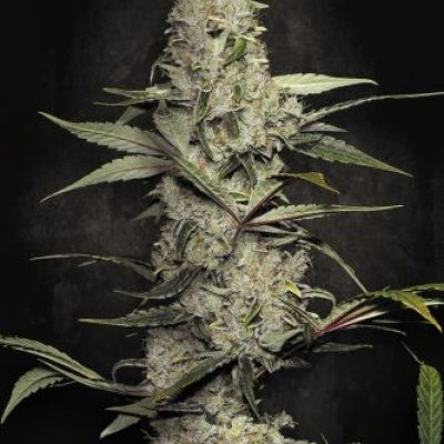 Wappa - Feminisiert - Paradise Seeds
